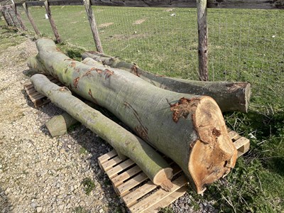 Lot 61 - Qty of Beech Tree Trunks